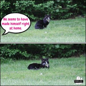 collage of Mittens the tuxedo lying in the grass; human word balloon: "He seems to have made himself right at home."