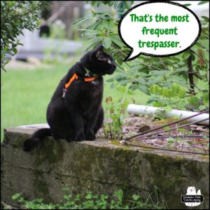 black cat Gus sitting on an old foundation surrounded by weeds: "That's the most frequent trespasser."