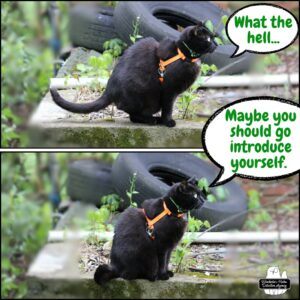 collage top image: black cat Gus about to sit on an old foundation surrounded by weeds. "What the hell..." bottom image: Gus sitting down, "Maybe you should go introduce yourself."