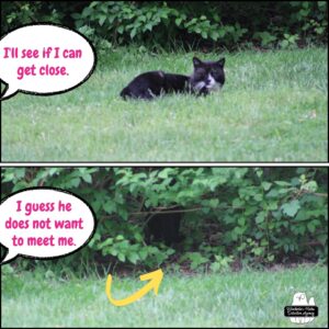 collage of Mittens the tuxedo lying in the grass; human word balloon: "I'll see if I can get close." bottom image: arrow drawn showing where Mittens crawled into the bushes. "I guess he does not want to meet me."