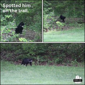 three image collage of Mittens the tuxedo cat coming out of the woods; spotted him on the trail.