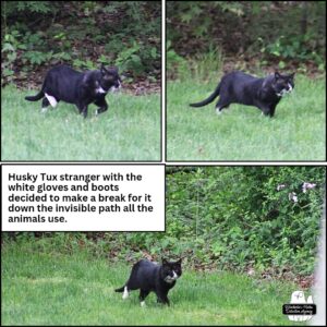 collage of Mittens the tuxedo cat; caption: Husky Tux stranger with the white gloves and boots decided to make a break for it down the invisible path all the animals use. May 11, 2024