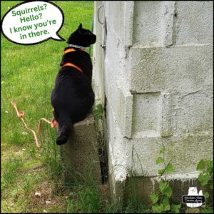 black cat Gus sitting on top of a cinder block at the front door of the Old Well House where there's a hole next to the door handle and latch. Taken on May 17th, three days before the death of the male red squirrel.