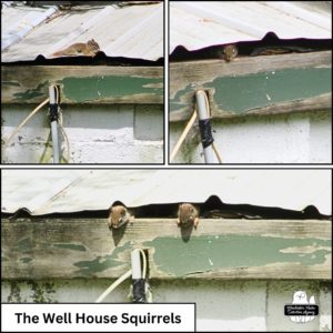 collage: top left - one of the small red squirrels on top of the Old Well House roof; top right - one of the squirrels peeking out from the gap under the roof; bottom picture - two small squirrels with their heads and front paws peeking out of the gap under the well house roof.