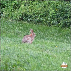Split Ear Bunny right side view in the grass; bunny rabbit with right ear notch and split which has separated into a long vertical splice; eastern cottontail; wolpertinger