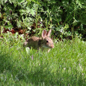 young bunny rabbit in the grass facing camera but showing mostly right side; fur is patchy; sun is bright