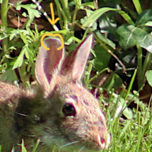 zoomed in and yellow arrow and top half of a heart shape on the bunny's right ear; young bunny rabbit in the grass facing camera but showing mostly right side; fur is patchy; sun is bright