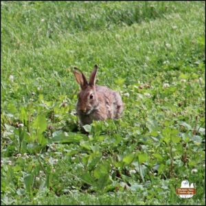 Split Ear Bunny while it nibbles in the grass; bunny rabbit with right ear notch and split which has separated into a long vertical splice; eastern cottontail; wolpertinger