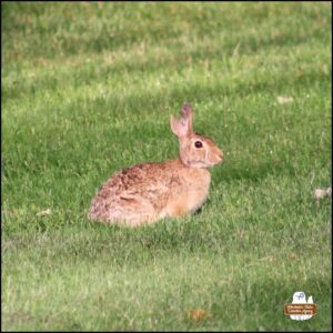 Split Ear Bunny right side full profile; bunny rabbit with right ear notch and split which has separated into a long vertical splice; eastern cottontail; wolpertinger