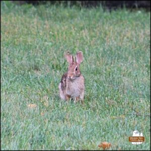 Bibbo Bibbowski split ear bunny rabbit in the grass