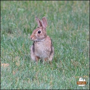 Bibbo Bibbowski split ear bunny rabbit in the grass