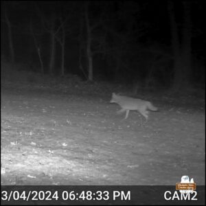 trailcam night image in black and white of coyote running through yard on March 4, 2024 06:48:33 PM