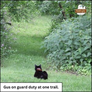 black cat Gus lying down but alert at the end of a grassy trail.