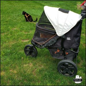 black cat Gus sitting in the grass next to orange and white Oliver in his stroller.