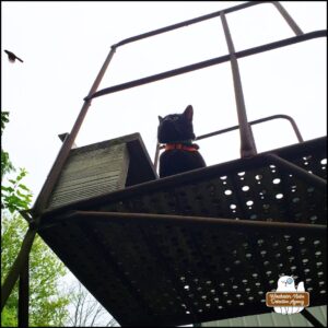 looking up at black cat Gus on the top landing of a rusted metal staircase outside