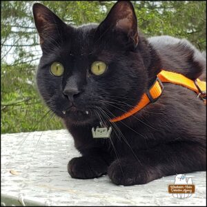 outside; close up of black cat Gus, green eyes, fangs showing through his closed mouth, orange harness with charm of a white cat giving middle fingers