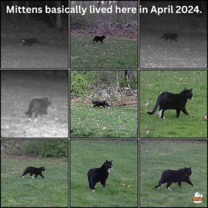 collage of nine images of Mittens the tuxedo cat with white feet on trailcam in April 2024; night photos in black and white and daytime color photos; text: Mittens basically lived here in April 2024.