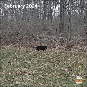 Mittens the tuxedo cat with white feet on trailcam in February 2024; day time color photo; cat walking left to right