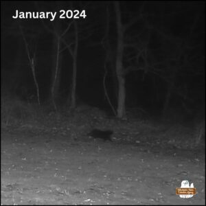 Mittens the tuxedo cat with white feet on trailcam in January 2024; night photo black and white; cat walking left to right