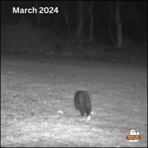 Mittens the tuxedo cat with white feet on trailcam in March 2024; night photo black and white; cat walking away from camera