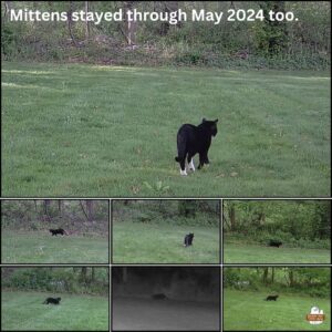 collage of seven images of Mittens the tuxedo cat with white feet on trailcam in May 2024; night photos in black and white and daytime color photos; text: Mittens stayed through May 2024 too.