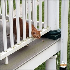 orange cat Oliver sticking his head through the balcony railing