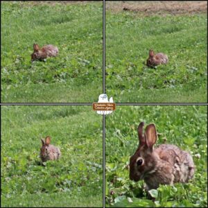 collage of the Split Ear Bunny at various distances while it nibbles in the grass; bunny rabbit with right ear notch and split which has separated into a long vertical splice; eastern cottontail; wolpertinger