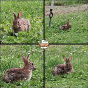 collage of the Split Ear Bunny at various distances while it nibbles in the grass; bunny rabbit with right ear notch and split which has separated into a long vertical splice; eastern cottontail; wolpertinger