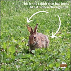 "This is the rabbit that has looks [sic] like it's been through hell." close up of Split Ear Bunny rabbit with right ear notch and long vertical split (arrow pointing to it); patchy fur (arrow pointing to that); eastern cottontail; wolpertinger