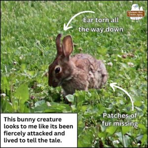 close up of bunny rabbit with right ear notch and long vertical split (arrow pointing to it); patchy fur (arrow pointing to that); eastern cottontail; wolpertinger