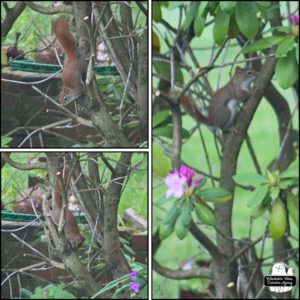 collage of the second red squirrel who had been living in the Old Well House; Squirla Moon, climbing through the branches of a large rhododendron bush.