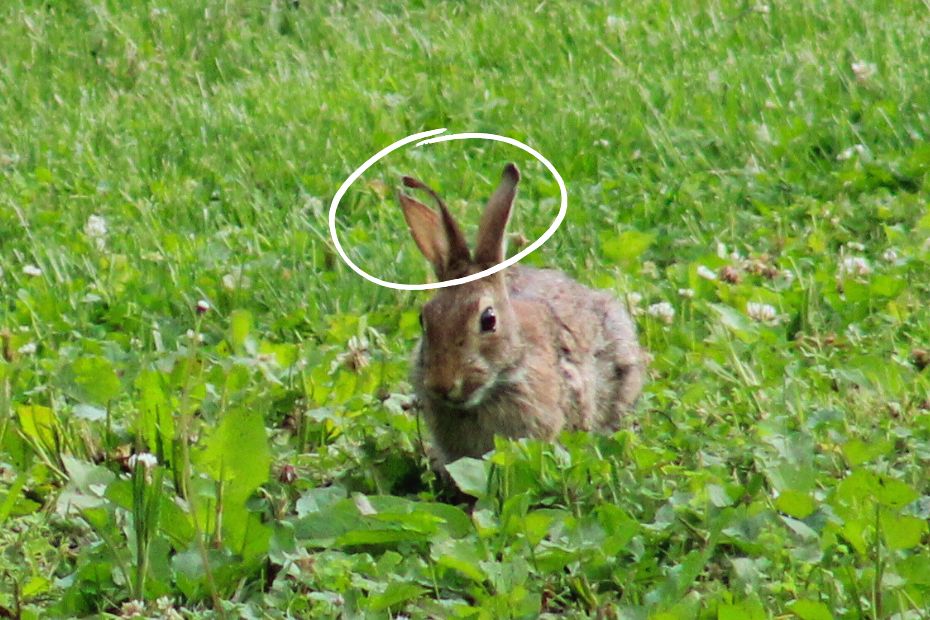 Split Ear Bunny with ears circled; bunny rabbit with right ear notch and split which has separated into a long vertical slice; eastern cottontail; wolpertinger