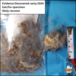 tufts of raccoon hair in a plastic baggie and some outside the baggie on top of a blue mat next to a measuring tape; Evidence Discovered early 2024