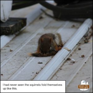 injured red squirrel, Henry Hudsonicus, slumped over on top of his home at the old well house; barely alive; eyes a little open; breathing