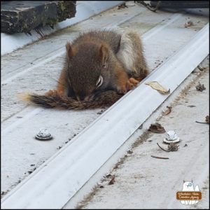 injured red squirrel slumped over on top of his home at the old well house; barely alive; eyes a little open; breathing