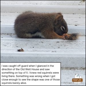 injured red squirrel, Henry Hudsonicus, slumped over on top of his home at the old well house; barely alive; eyes a little open; breathing