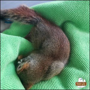 injured red squirrel curled up on a green towel