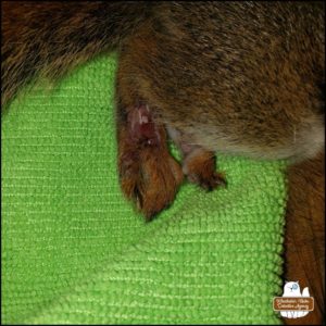 close up of red squirrel's injured leg - graphic - showing fur and skin removed exposing the muscles and ligaments