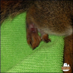 close up of red squirrel's injured leg - pixelated