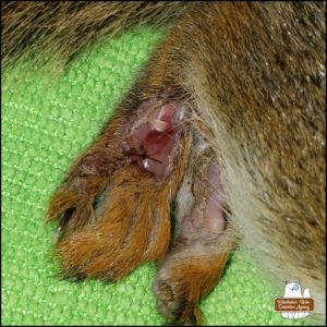 close up of red squirrel's injured leg - graphic; the skin and fur removed across the top of one back foot exposing the muscles and ligaments