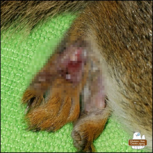 close up of red squirrel's injured leg - pixelated