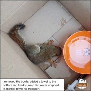 injured red squirrel. Henry Hudsonicus, in a small box next to a bowl of water; he's unable to sit up and is splayed flat but his front arms still worked and he was breathing.