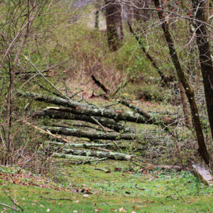 looking down a trail, a pile of fallen skinny trees taken down by wind