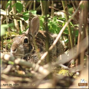 April 26, 2024 bunny rabbit, J. Neville Hare, the first bunny seen of the year, hiding in bushes behind the Big Rock (where chipmunks and birds snack); facing the camera