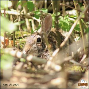 April 26, 2024 bunny rabbit, J. Neville Hare, the first bunny seen of the year, hiding in bushes behind the Big Rock (where chipmunks and birds snack); facing the camera