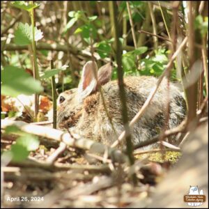 April 26, 2024 bunny rabbit, J. Neville Hare, the first bunny seen of the year, hiding in bushes behind the Big Rock (where chipmunks and birds snack); facing away from the camera