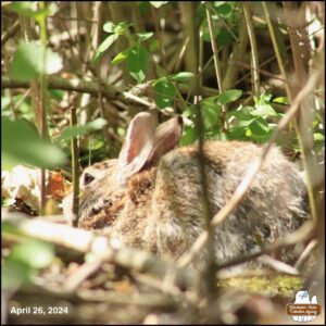 April 26, 2024 bunny rabbit, J. Neville Hare, the first bunny seen of the year, hiding in bushes behind the Big Rock (where chipmunks and birds snack); facing away from the camera