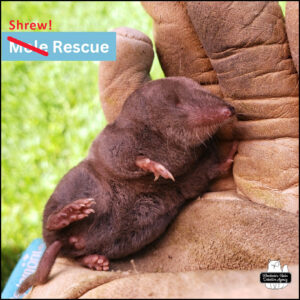 rescued shrew in gloved hand; text corrected from Mole to Shrew