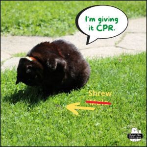 Gus stalking rodent in the grass. Gus: "I'm giving it CPR." grey thing in grass with yellow arrow; text corrected from Mole to Shrew