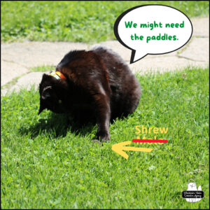 Gus with his paw on top of shrew in the grass. Gus: "We might need the paddles." grey thing in grass with yellow arrow; text corrected from Mole to Shrew